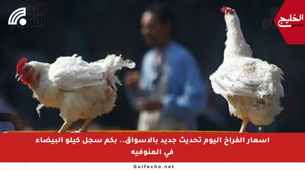 أسعار الفراخ اليوم تحديث جديد بالأسواق.. بكم سجل كيلو البيضاء في المنوفية